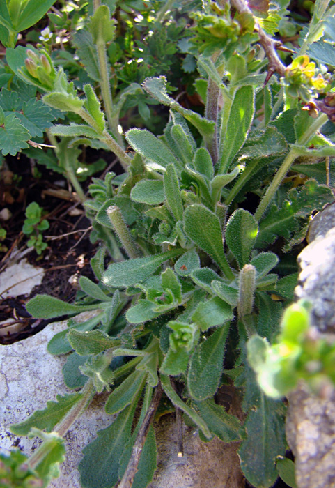 Pianta  da determinare 3 - Arabis cfr. hirsuta